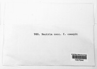 Neonectria coccinea image